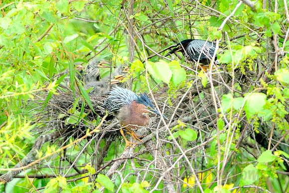 Green Heron Family