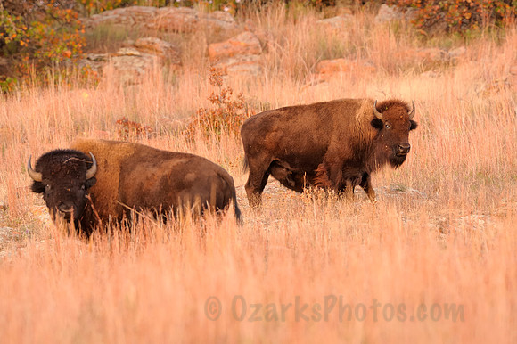 Bison Family