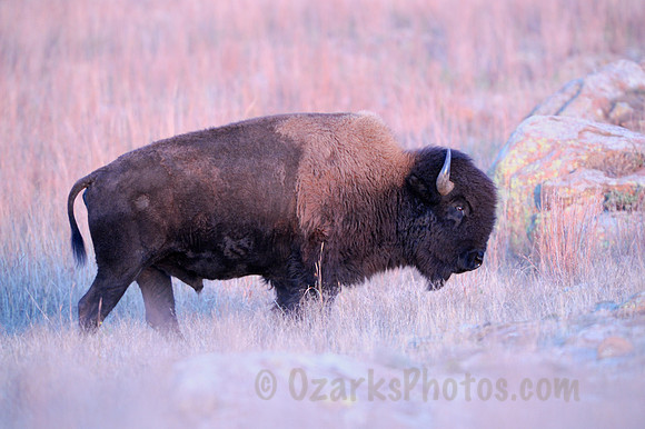 Bison Bull