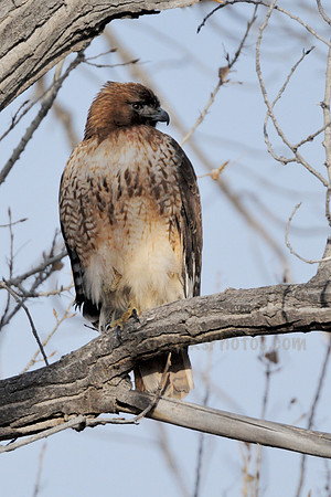Red-tailed Hawk at Bosque