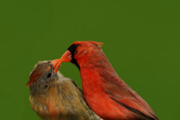 Small Birds
