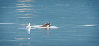 Wild Animals
