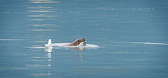 Stellar Sea Lion with Catch
