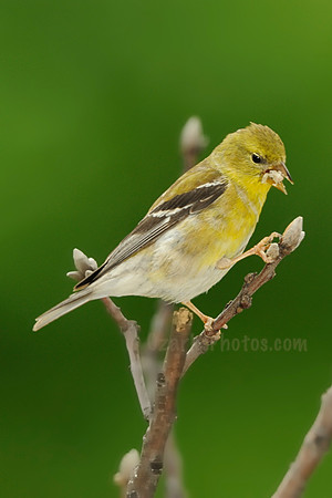American Goldfinch Female