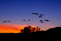 Sandhill Cranes