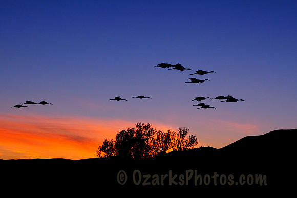 Sandhill Cranes Gliding in for the Night