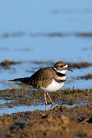 Small Birds