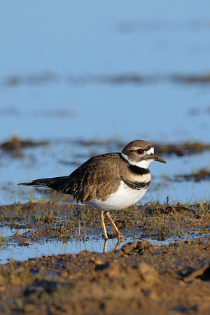 Killdeer, Worming