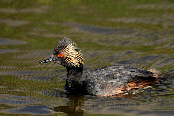 Male Eared Grebe