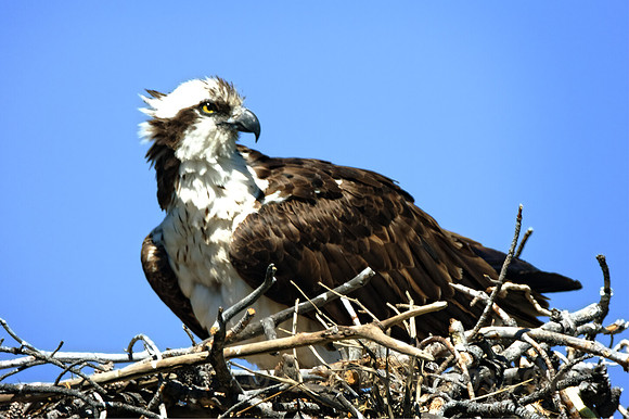 Osprey on the Lookout