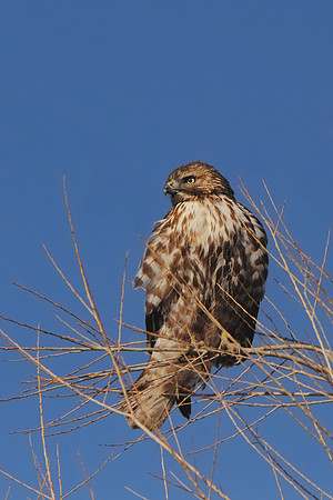 Juvenile Cooper's Hawk at Bosque del Apache NWR