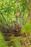Larger Birds