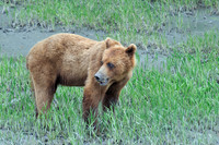 Wild Animals
