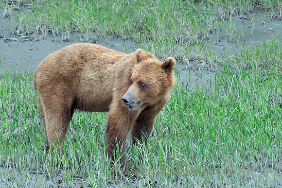Alaskan Brown Bear