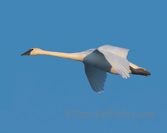 Trumpeter Swan