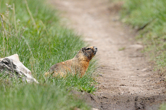 Yellow Bellied Marmot