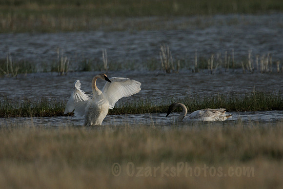 Trumpeter Swans at Red Rock Lakes