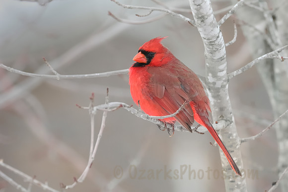 Winter Cardinal