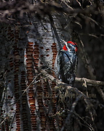 Re-naped Sapsucker