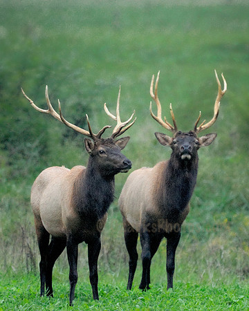 Pair of Bull Elk