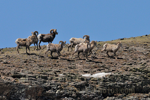Spring Big Horn Sheep