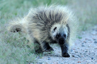 Wild Animals