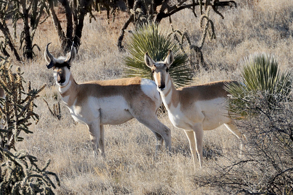 Mom and Pop Pronghorn
