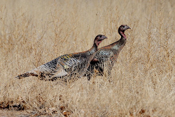 Wild Turkey Sisters
