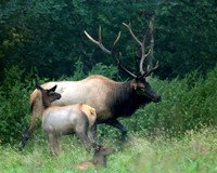 Wild Animals