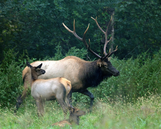 Bull Elk with Calves