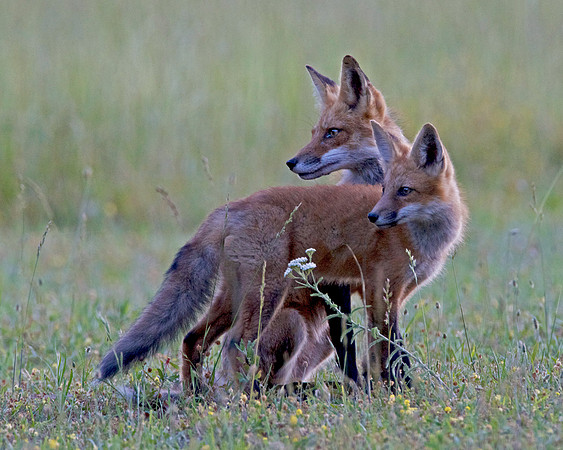 Red Fox with Kit