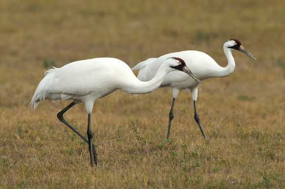 Whooping Crane Pair