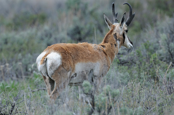 Antelope Buck