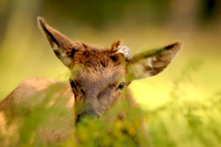 Wild Animals