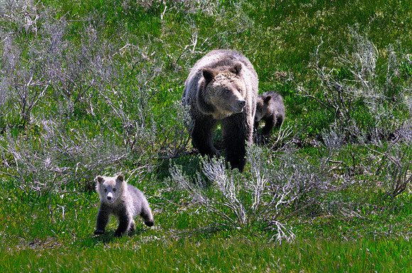 Momma Grizzly with Cubs