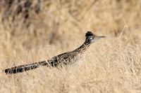 Larger Birds