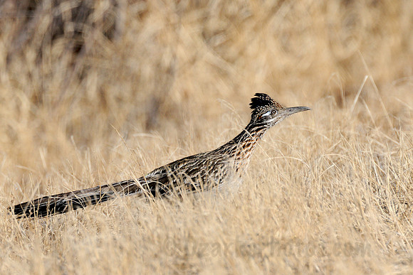 Grater Roadrunner