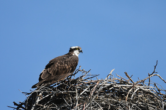 Osprey on the Nest