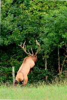 Wild Animals