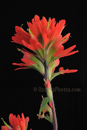 Indian Paintbrush On Black