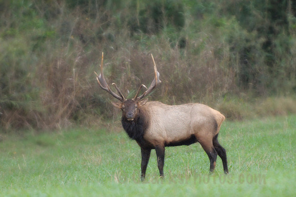 Early Morning Bull Elk