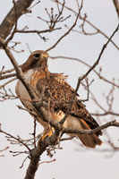 Raptors