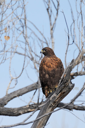 Dark Morph Red-tailed Hawk