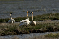 Larger Birds
