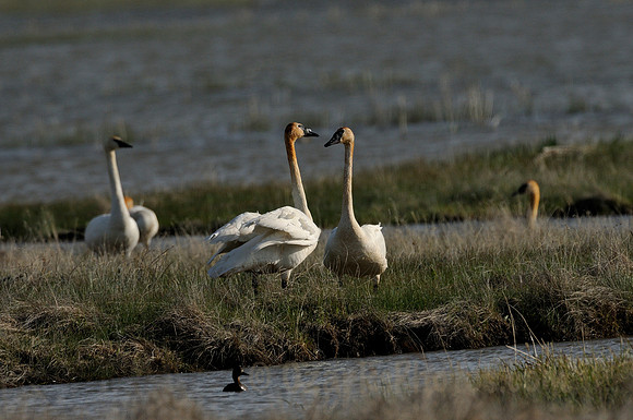 Flirting Trumpeters
