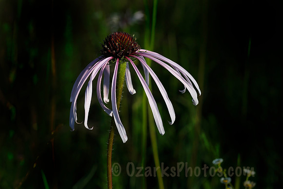 Pale Purple Coneflower