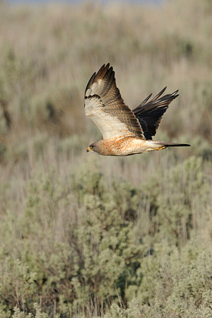 Northern Harrier in Flight