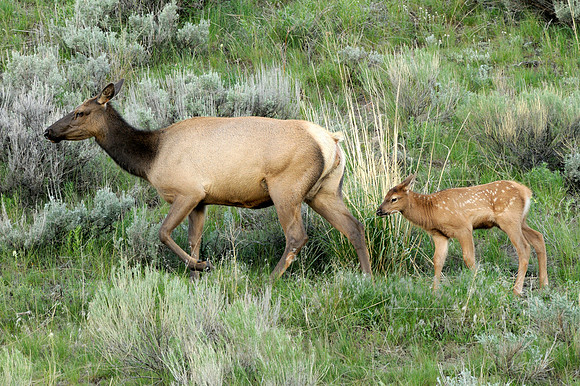 Cow Elk with Calf