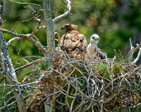 Raptors