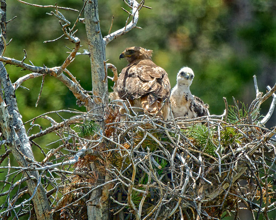 Raising Young